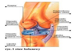 fizjoterapia po rekonstrukcji więzadła krzyżowego przedniego okres-6-12 tydzień